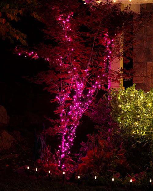 5MM 70L Pink LED Strand 4" Spacing