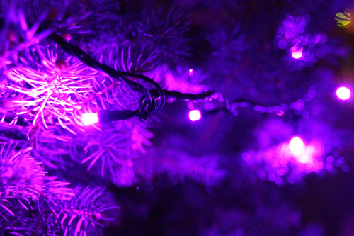 5MM 70L Purple LED Strand 4" Spacing